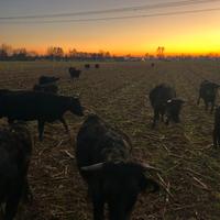 Bovini mucche dexter e angus