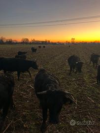 Bovini mucche dexter e angus