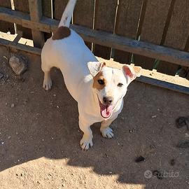 Cucciola Jack Russell
