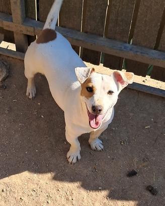 Cucciola Jack Russell