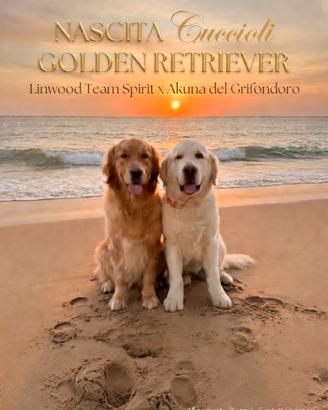 Cuccioli Golden Retriever in linea Inglese