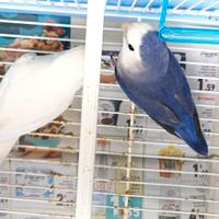 Coppia di inseparabili riproduttiva maschio Viola