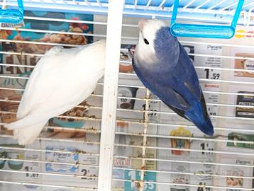 Coppia di inseparabili riproduttiva maschio Viola