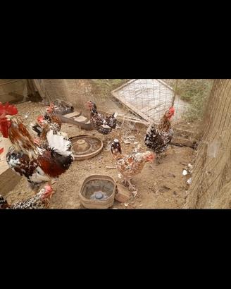 Galline millefiori