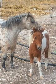 Pony falabella