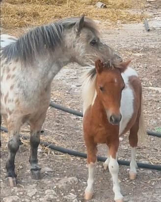Pony falabella