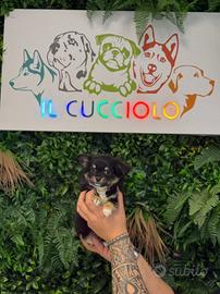 Cuccioli chihuahua maschi