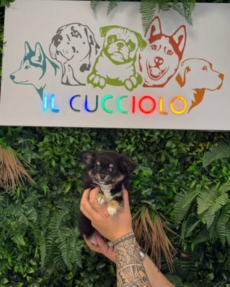 Cuccioli chihuahua maschi