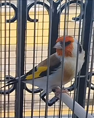 Cardellino Frigorys portatore di lutino