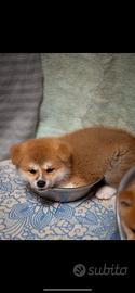 Cuccioli di Akita inu maschi
