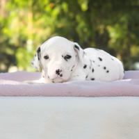 Cucciola di Dalmata con pedigree