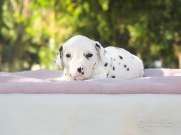 Cucciola di Dalmata con pedigree