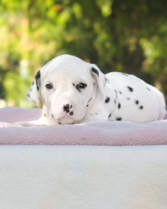 Cucciola di Dalmata con pedigree