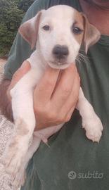 Jack russell