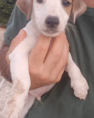 Jack russell