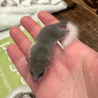 Cucciolo minighiro africano