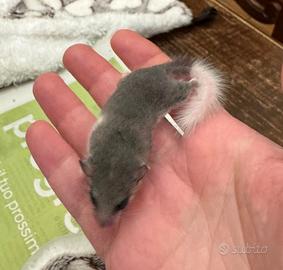 Cucciolo minighiro africano