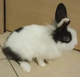 Conigli nani dolcissimi