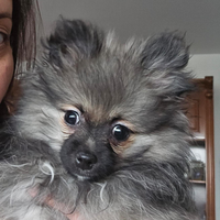 Spitz Pomerania pagamento dilazionato