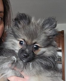 Spitz Pomerania pagamento dilazionato