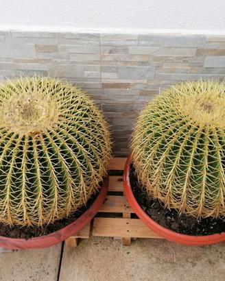 cuscino della suocera 15 anni ribassato