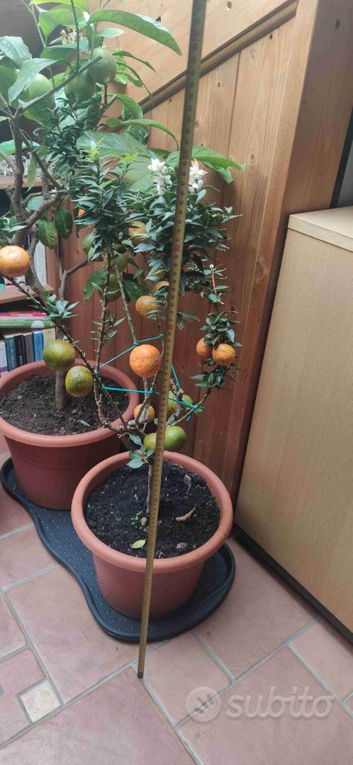 Pianta in vaso chinotto e lime - Giardino e Fai da te In vendita a Trieste