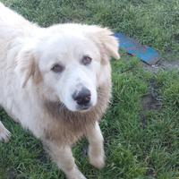 Cucciolone da salvare