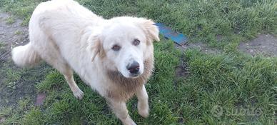 Cucciolone da salvare