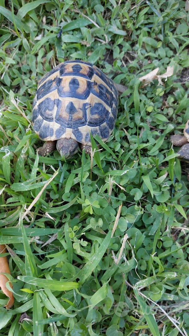 Tartarughe di terra (Testudo Hermanni) - Animali In vendita a Fermo