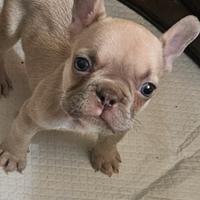 Cuccioli di bulldog francese