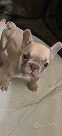 Cuccioli di bulldog francese
