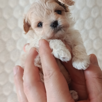 Cuccioli di maltipoo mini mini