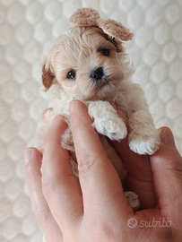Cuccioli di maltipoo mini mini