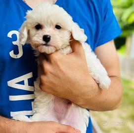Bichon Frise a poil