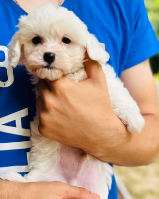 Bichon Frise a poil