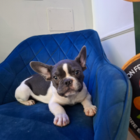 Bulldog francese bianco/blue