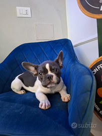 Bulldog francese bianco/blue