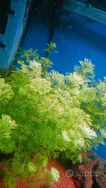 Limnophilla Sessiliflora