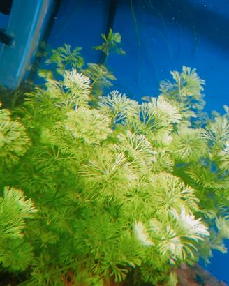 Limnophilla Sessiliflora