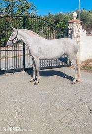 Cavalla andalusa
