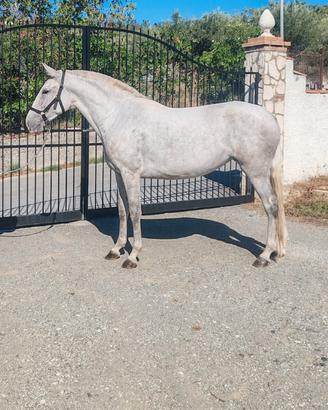 Cavalla andalusa