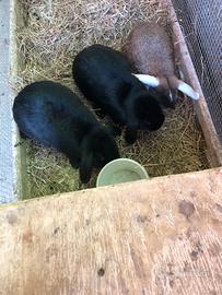 Coniglietti Ariete nani femmine