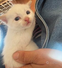 Siamese maschio