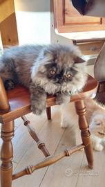 Gatti persiani cuccioli