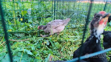 Australorp maschi blu e neri nari a fine marzo