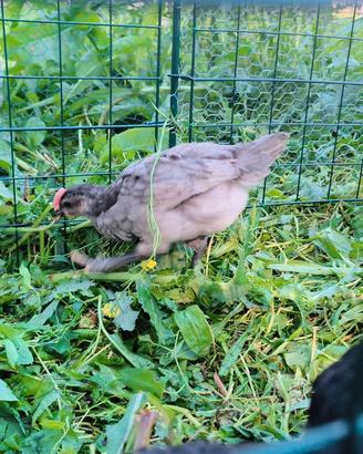 Australorp maschi blu e neri nari a fine marzo