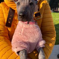 3 cuccioli di xoloitzcuintle
