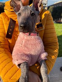 3 cuccioli di xoloitzcuintle