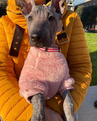 3 cuccioli di xoloitzcuintle