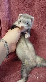 Furetti